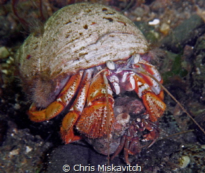 Hermit Crab....Can you spot its friend???? by Chris Miskavitch 